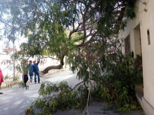 Tarija bajo alerta naranja: Fuertes vientos provocan caída de árboles y daños en la ciudad