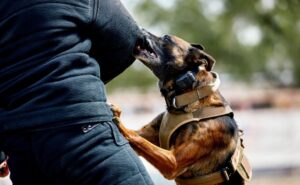Sedes en alerta por incremento de ataques de perros en Tarija