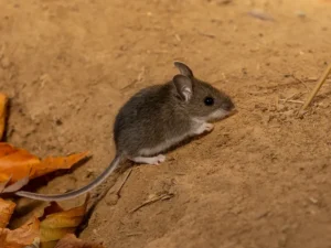 ¡Alerta por hantavirus! confirman muerte y activan rastrillaje en Yacuiba