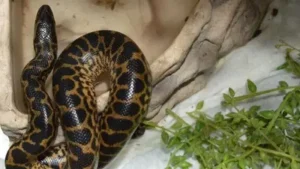 Narco tenía boas, una anaconda y tarántulas como mascotas