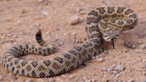 Niño sobrevive a ataque de serpiente y sale de peligro