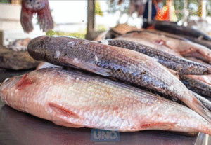 Pescado del Pilcomayo se revende hasta 6 veces más caro