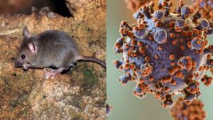 ¡Alerta sanitaria en Tarija! Confirman casos de hantavirus en zonas fronterizas