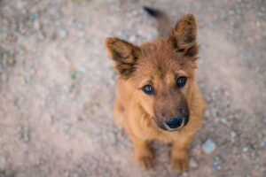 Pofoma inicia campaña para abrigar y alimentar a perros callejeros en Tarija