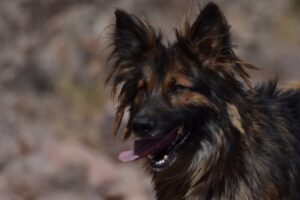 Rex, el «perrito desbloqueador» será ascendido a sargento de Policía