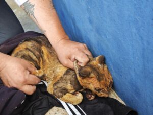 Piden empatía con la fauna silvestre afectada por los incendios forestales en Tarija