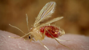 Confirman 12 casos de leishmaniasis en Tarija durante el primer semestre