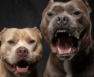 Mujer es atacada por dos perros pitbull y queda gravemente herida